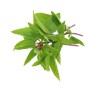 Vente en gros BASILIC THAI CASE sur www.cash-alimentaire.com