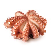 POULPE ENTIER NETTOYE MOYSEAFOOD produits de gros sur cash-alimentaire.com