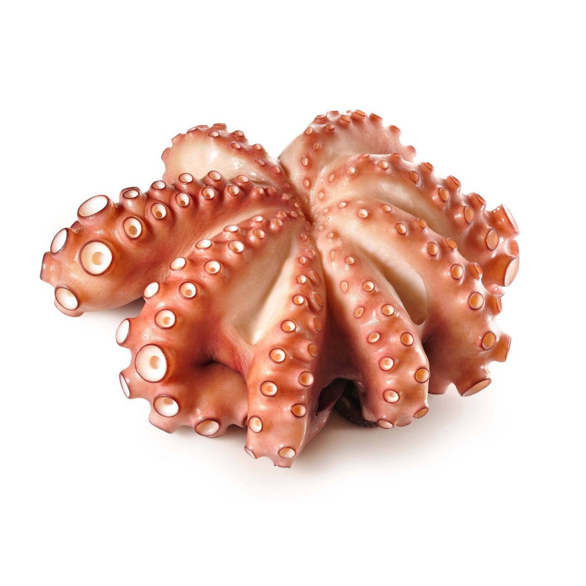 POULPE ENTIER NETTOYE MOYSEAFOOD produits de gros sur cash-alimentaire.com