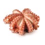 POULPE ENTIER NETTOYE MOYSEAFOOD produits de gros sur cash-alimentaire.com