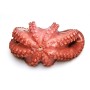 Distributeur alimentaire de POULPE ENTIER NETTOYE 2000/3000 sur cash-alimentaire.com