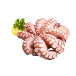 Vente en gros POULPE ENTIER NETTOYE 500/1000 MOYSEAFOOD sur cash-alimentaire.com