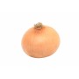 Vente en gros OIGNON JAUNE 50/70  FRANCE sur cash-alimentaire.com
