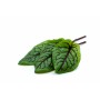 Achat en ligne VENE CRESS OSEILLE SANGUINE sur cash-alimentaire.com