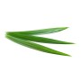 Achat en ligne FEUILLE DE PANDAN VIETNAM 200GR sur cash-alimentaire.com