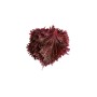 Achat en ligne SHIZO ROUGE LE CARTON sur cash-alimentaire.com
