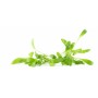 Achat en ligne MICRO POUSSE CORIANDRE SIAM 30GR sur cash-alimentaire.com