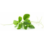 Achat en ligne MICRO POUSSE POIS MANGETOUT 30GR sur cash-alimentaire.com