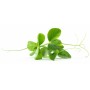 Achat en ligne MICRO POUSSE POIS MANGETOUT 30GR sur cash-alimentaire.com