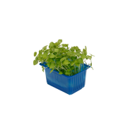 Vente en gros ATSINA CRESS sur cash-alimentaire.com