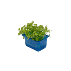 Vente en gros ATSINA CRESS sur cash-alimentaire.com