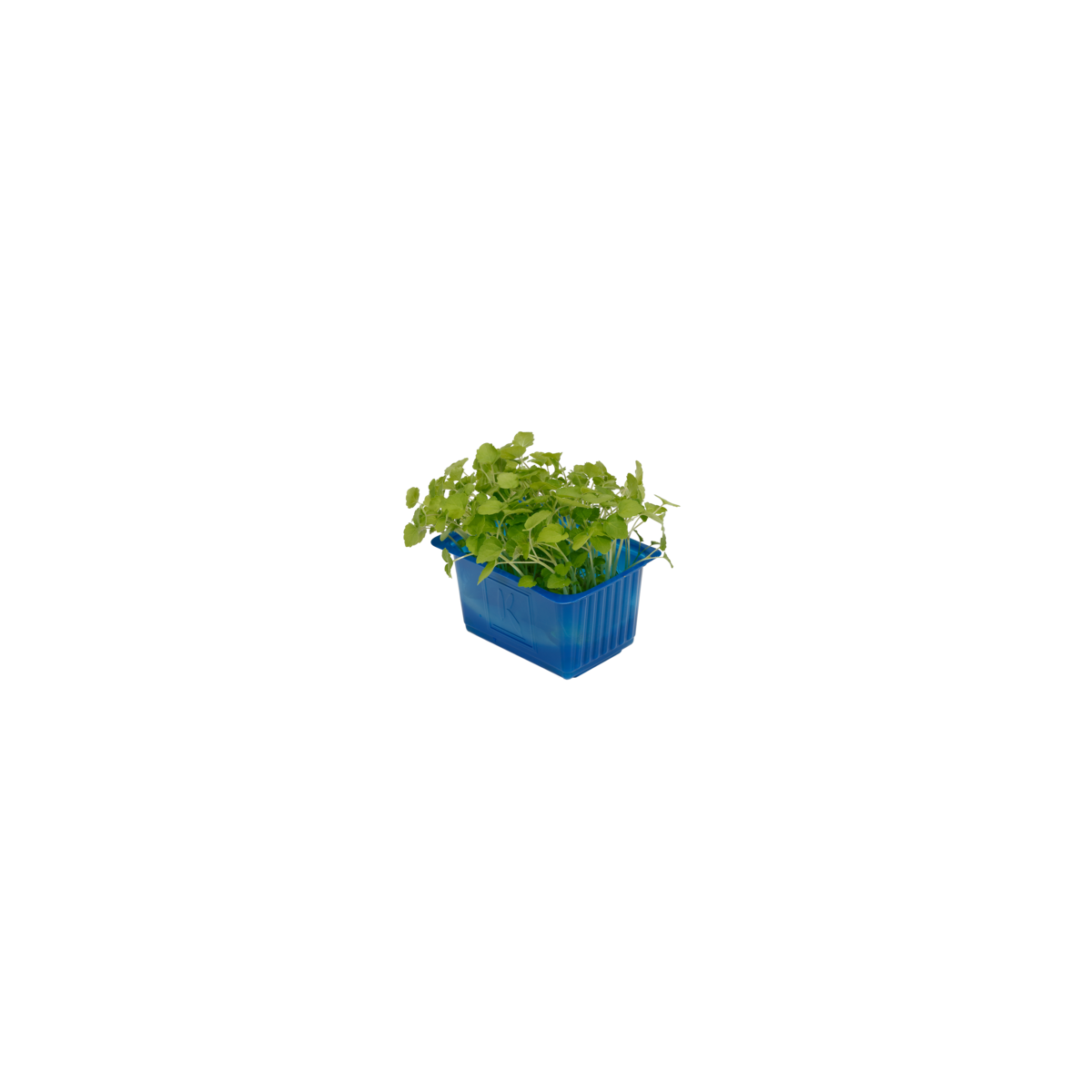 Vente en gros ATSINA CRESS sur cash-alimentaire.com