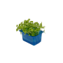 Vente en gros ATSINA CRESS sur cash-alimentaire.com