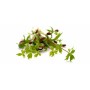 Vente en gros MICRO POUSSE LIVECHE ALPINE 10GR sur Cash-alimentaire.com