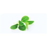 Achat en ligne MICRO POUSSE BOURRACHE 30GR sur cash-alimentaire.com