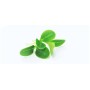 Achat en ligne MICRO POUSSE BOURRACHE 30GR sur cash-alimentaire.com