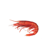 Achat en ligne CREVETTE ROUGE DE MAZARA DEL VALLO 1KG sur cash-alimentaire.com