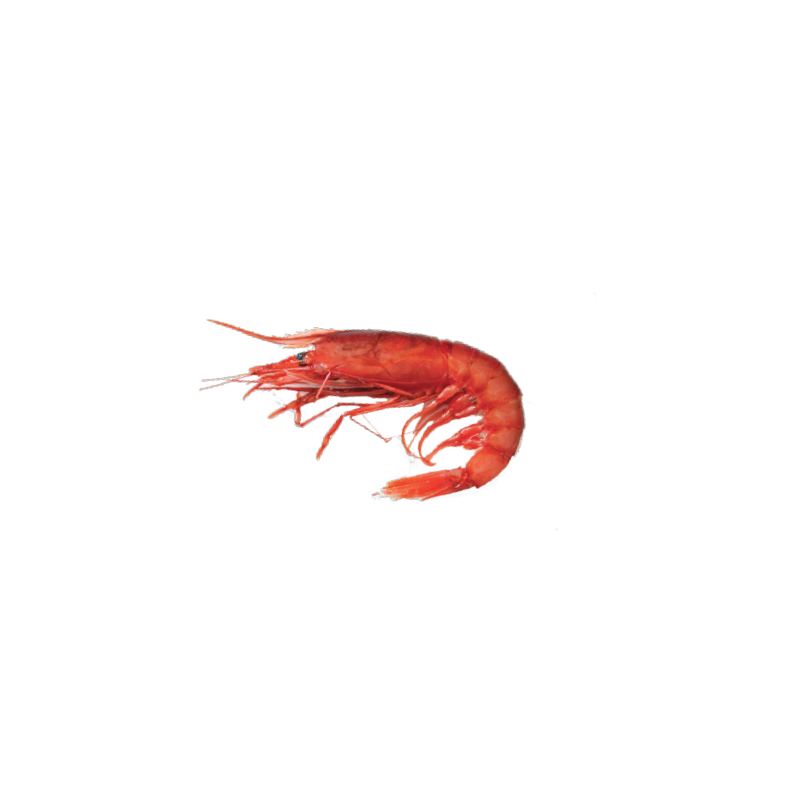 Achat en ligne CREVETTE ROUGE DE MAZARA DEL VALLO 1KG sur cash-alimentaire.com