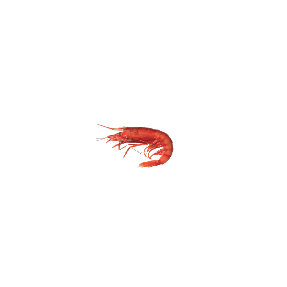 Achat en ligne CREVETTE ROUGE DE MAZARA DEL VALLO 1KG sur cash-alimentaire.com