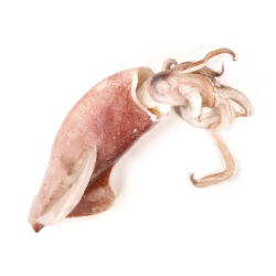 Achat en ligne CALMAR ENTIER BRUT 10/12CM sur cash-alimentaire.com