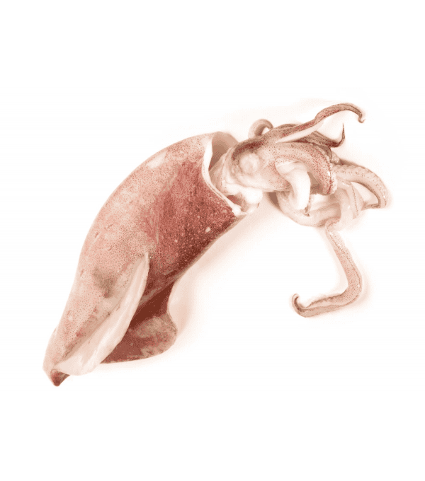 Achat en ligne CALMAR ENTIER BRUT 10/12CM sur cash-alimentaire.com