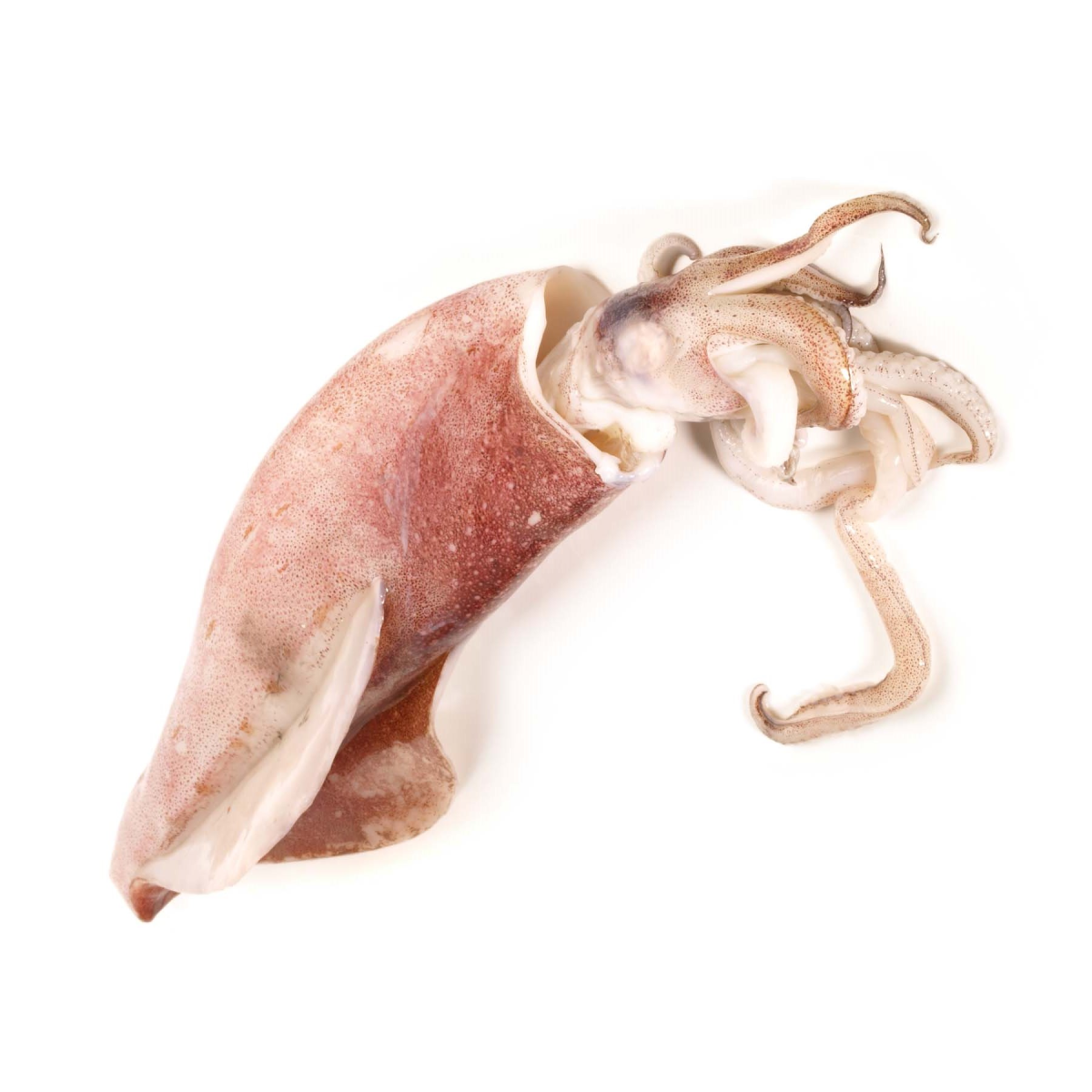 Achat en ligne CALMAR ENTIER BRUT 10/12CM sur cash-alimentaire.com
