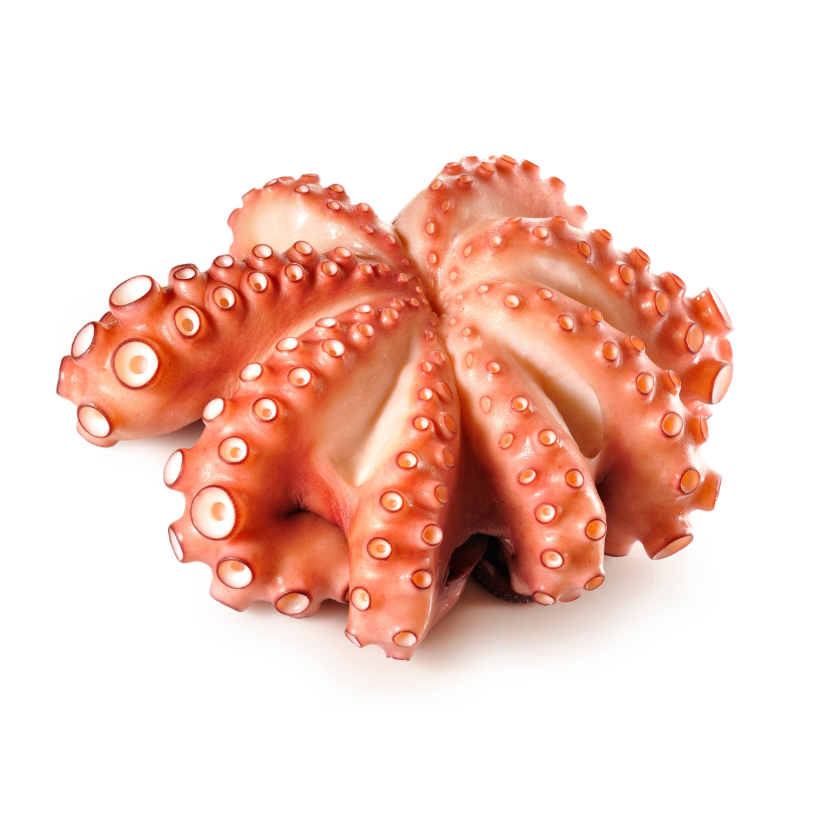 Achat en ligne POULPE ENTIER NETTOYE ROSACE 500/800 sur cash-alimentaire.com