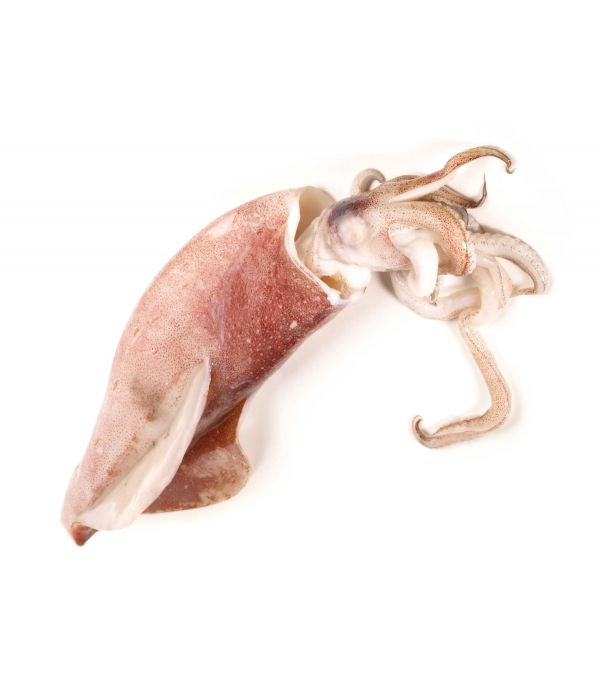 Achat en ligne CALMAR ENTIER BRUT 10/12CM CB BOITE 1 KG sur cash-alimentaire.com