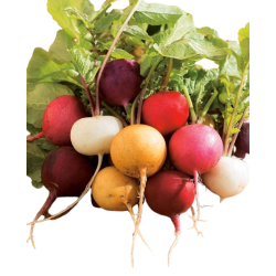 Achat en ligne RADIS MIXTE sur cash-alimentaire.com