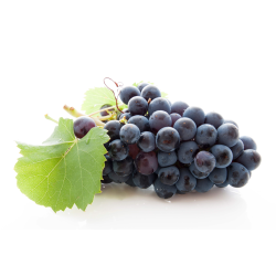 Achat en ligne de RAISIN NOIR PRIMA BOYER