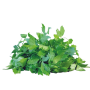 Achat en ligne LIVECHE FRANCE X 5 BRINS LE PAQUET sur cash-alimentaire.com