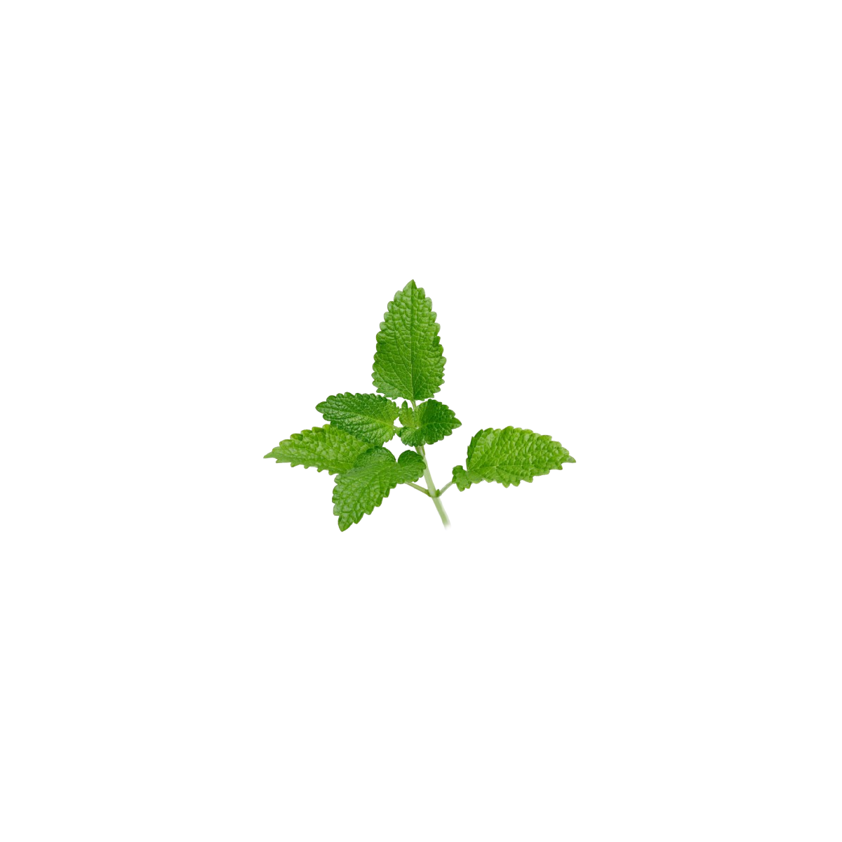 Achat en ligne MELISSE FRANCE X 5 BRINS LE PAQUET sur cash-alimentaire.com