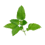 Achat en ligne MELISSE FRANCE X 5 BRINS LE PAQUET sur cash-alimentaire.com
