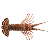 Achat en ligne LANGOUSTE ENTIERE CRUE 630/690 sur cash-alimentaire.com