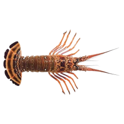 Achat en ligne LANGOUSTE ENTIERE CRUE 630/690 sur cash-alimentaire.com