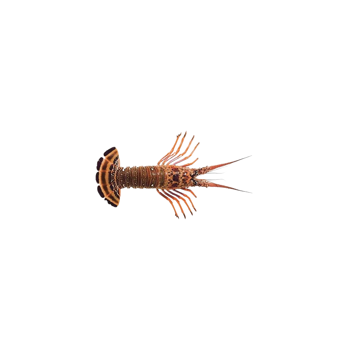 Achat en ligne LANGOUSTE ENTIERE CRUE 630/690 sur cash-alimentaire.com