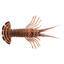 Achat en ligne LANGOUSTE ENTIERE CRUE 630/690 sur cash-alimentaire.com