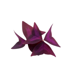 Achat en ligne MICRO POUSSE OXALIS PAPILLON 15GR sur cash-alimentaire.com