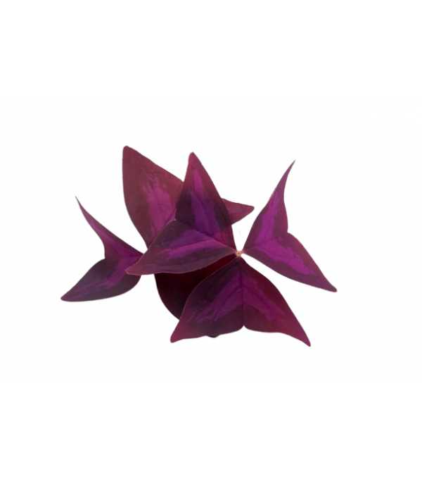 Achat en ligne MICRO POUSSE OXALIS PAPILLON 15GR sur cash-alimentaire.com
