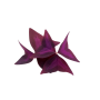Achat en ligne MICRO POUSSE OXALIS PAPILLON 15GR sur cash-alimentaire.com