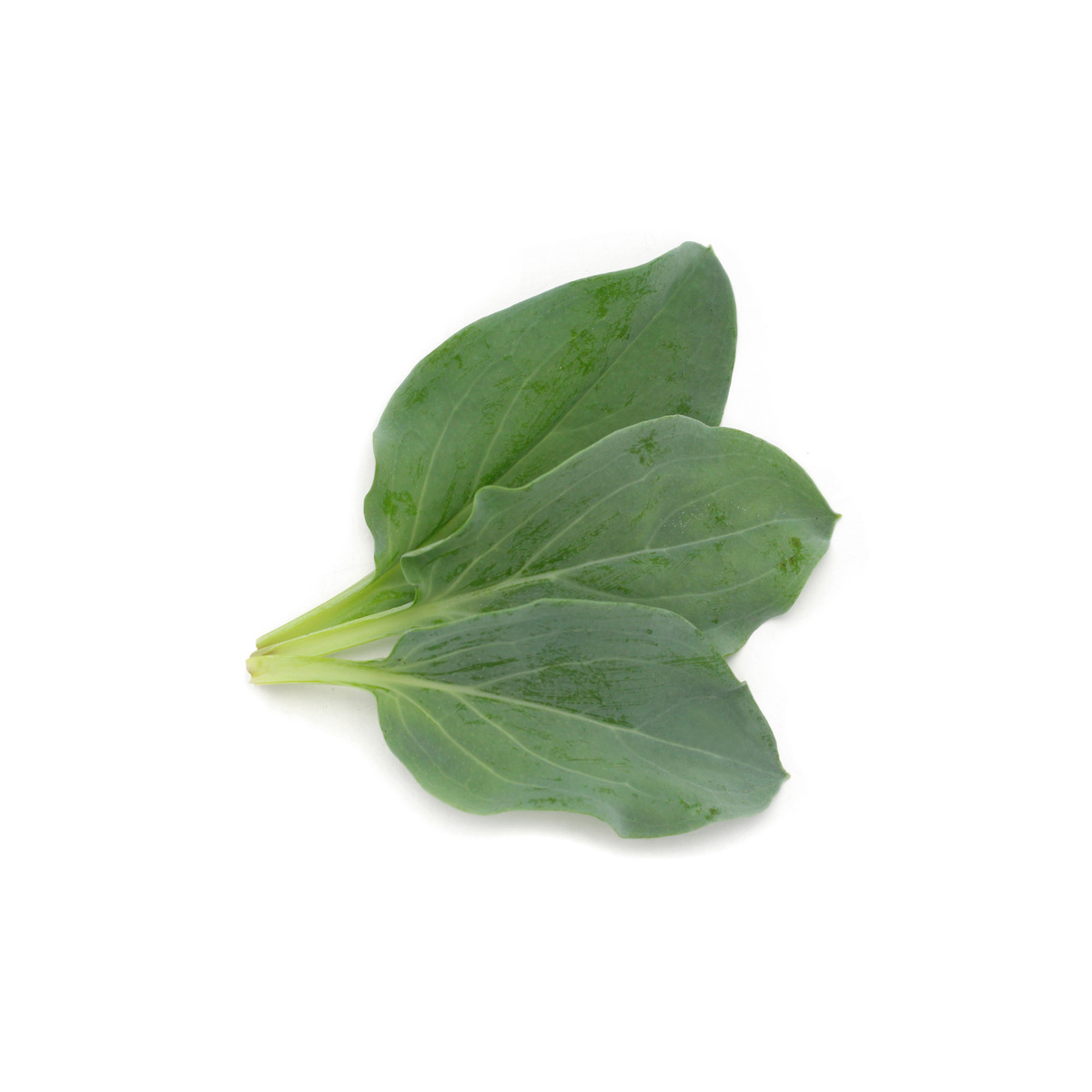 Achat en ligne FEUILLES HUITRES sur cash-alimentaire.com