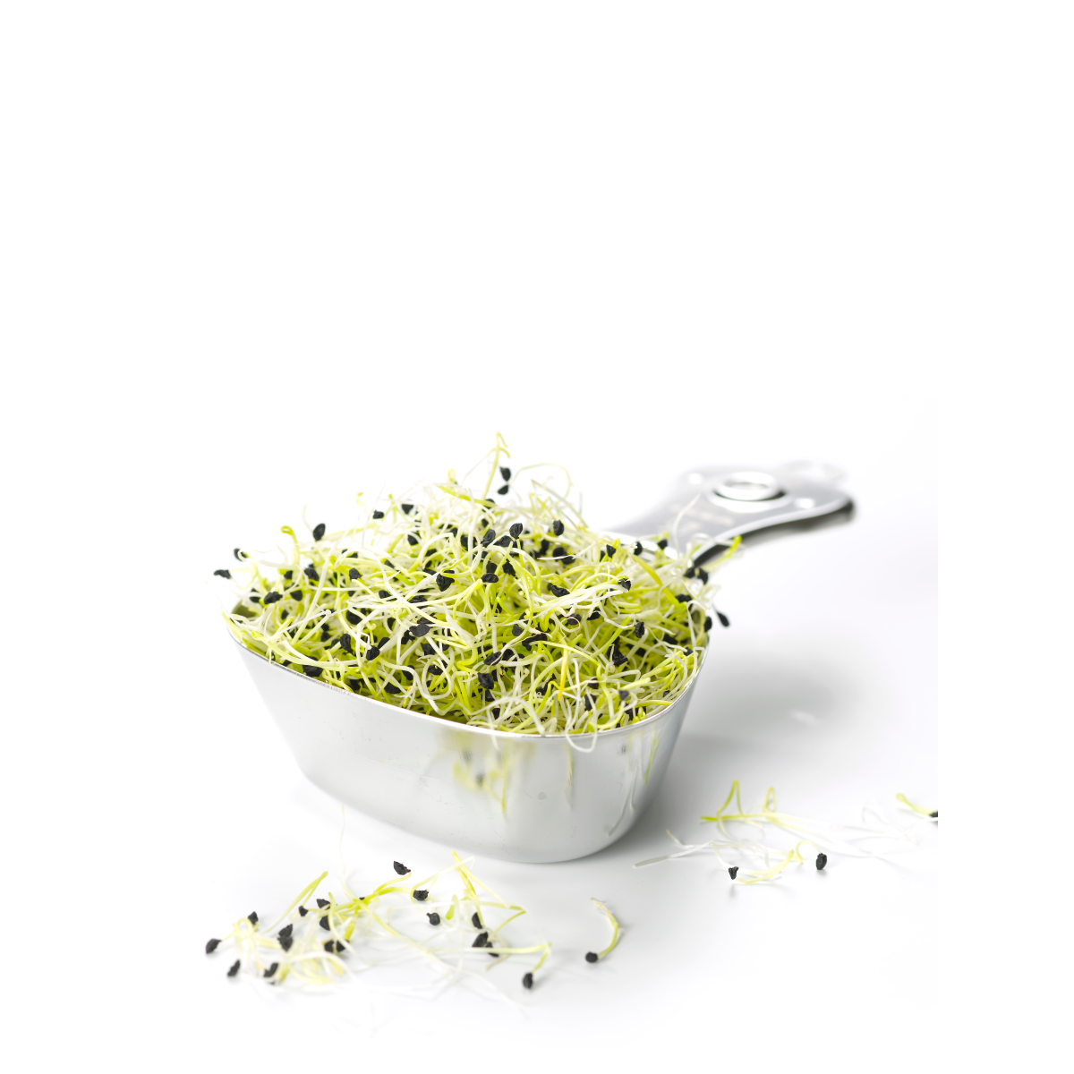 Achat en ligne GERME MIXTE HOLLANDE 50GR sur cash-alimentaire.com