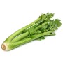 Destockage CELERI VERT BRANCHE MERIDIONALE - cash-alimentaire.com