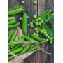 Destockage POIS GOURMAND MANGE-TOUT CASE - cash-alimentaire.com