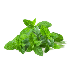 Destockage MENTHE BRINS CASE - cash-alimentaire.com