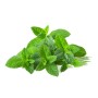 Destockage MENTHE BRINS CASE - cash-alimentaire.com