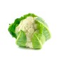Destockage CHOU FLEUR BLANC RICCO - cash-alimentaire.com