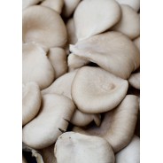 Destockage PLEUROTE VIALADE - cash-alimentaire.com