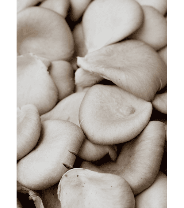 Destockage PLEUROTE VIALADE - cash-alimentaire.com