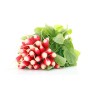 Destockage RADIS LONG DELICES SABLES - cash-alimentaire.com